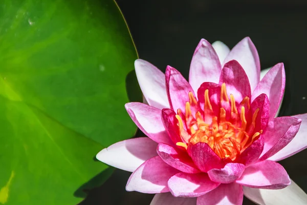 Červené lekníny (Nymphaea spp.) Přitažlivost — Stock fotografie