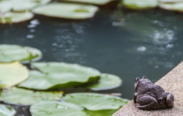 Große Kröte bereitet sich auf Sprung zum Teich vor — Stockfoto