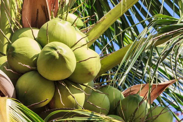 Jovem coco na árvore de coco prolífico Fotografias De Stock Royalty-Free