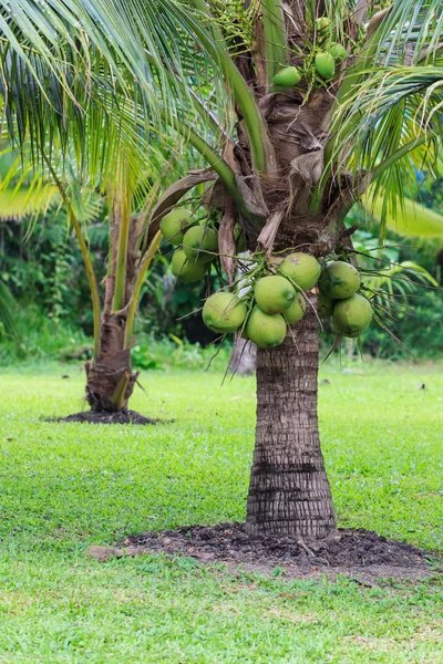 Coqueiro, variedade anã na plantação Imagem De Stock