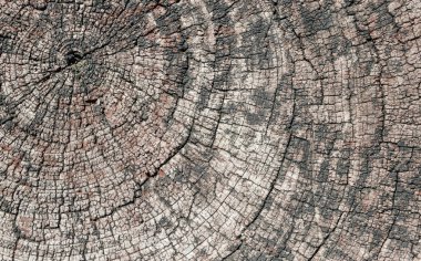 eski ağaç bölümü