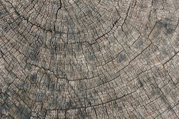 Textura de Old Cut Down Tree — Fotografia de Stock