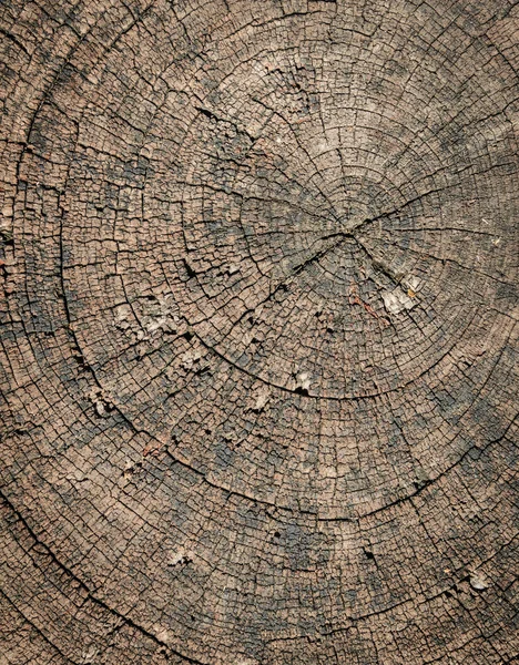 Circular Abstact marrón — Stok fotoğraf