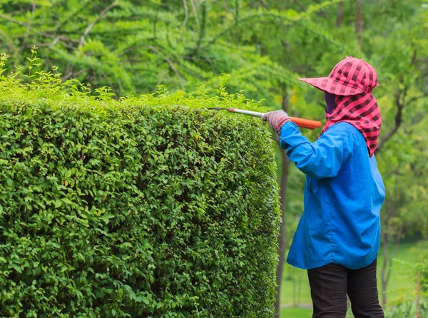 Profi-Gärtner schneidet Hecke im Tropenpark — Stockfoto