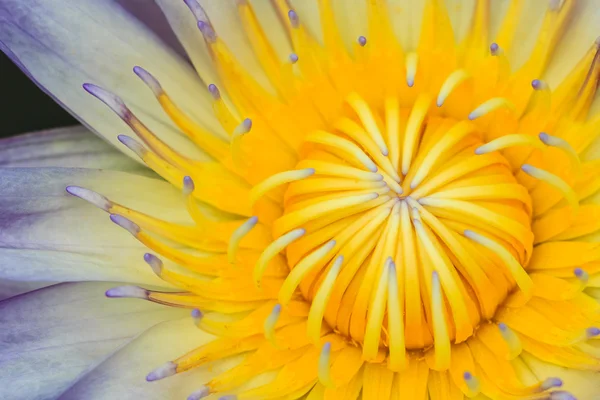 Mor nilüfer, nilüfergiller çiçeklenme — Stok fotoğraf