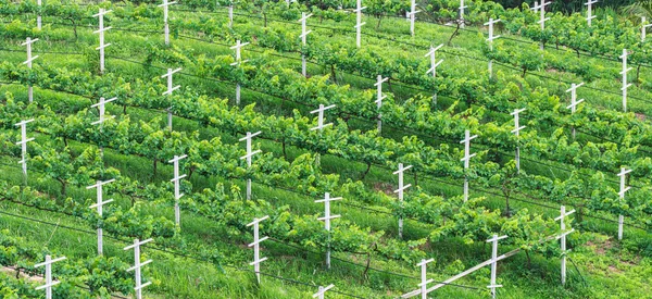 Vinhedos, Prática de Pilhagem Mínima na Visão do Olho de Pássaro — Fotografia de Stock