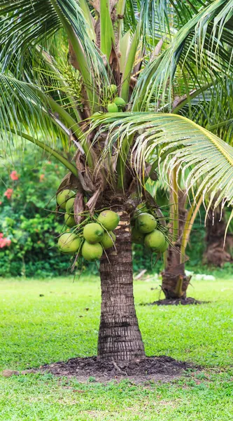 Coqueiro, variedade anã na plantação Fotografia De Stock