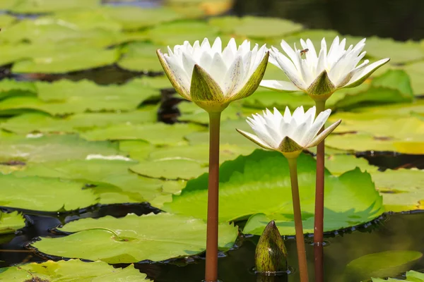 Giglio d'acqua bianco che fiorisce nel giorno del sole, primo piano — Foto Stock