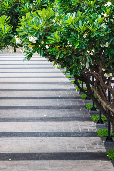 Chodník v parku vztahuje plumeria strom — Stock fotografie