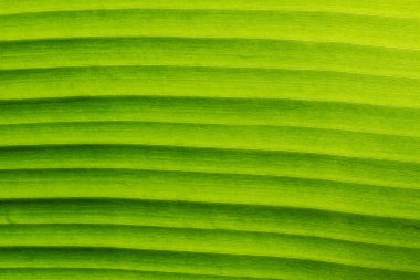 Muz Yaprak dokuları gösteren doğal damar, portre, yatay kalıp