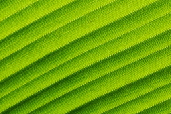 Texturas de hojas de plátano que muestran vena natural, fondo de gradiente, primer plano — Foto de Stock