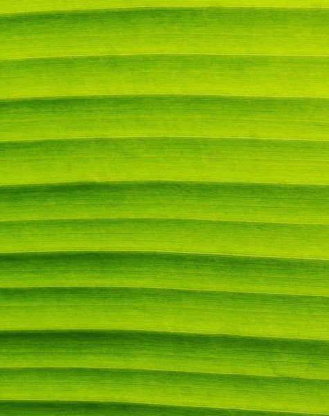 Texturas de folha de banana mostrando veia natural, close-up, padrão vertical Imagens Royalty-Free