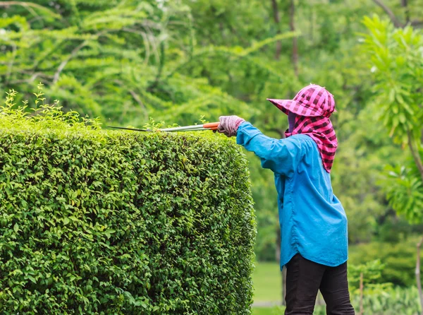 Professionell trädgårdsmästare beskärning en säkring i tropisk park — Stockfoto