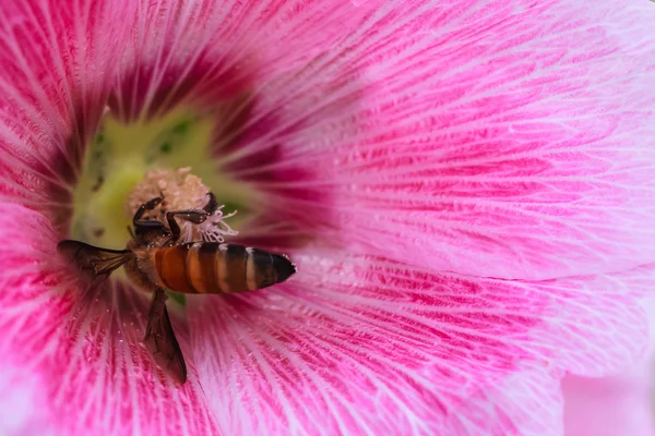 Bee collecting Nectar and Pollen in Pink Hollyhock Flower, Closeup — Stock Photo, Image