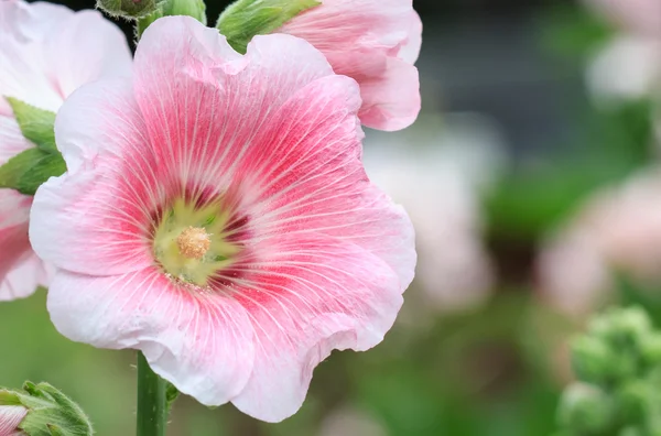 Pink mallow in Blurred Background, Hollyhock, Alcea rosea, Closeup — Stock Photo, Image