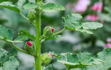 Hollyhock Flower Buds Blooming in the Garden, Closeup clipart