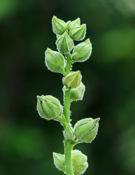 Green Buds of Hollyhock Flower waiting for Blooming, Closeup in Blurred Background — Stock Photo, Image