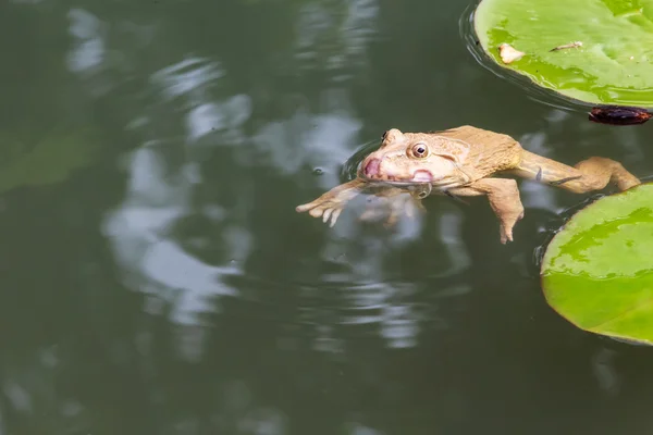 Kröte schwimmt im Teich, der von kleinen Fischen umgeben ist — Stockfoto