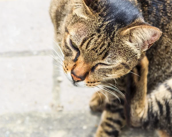 Itching Tabby Cat, Closeup — Stock Photo, Image