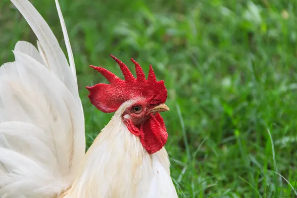 Retrato de gallo blanco, primer plano sobre el fondo de la naturaleza —  Fotos de Stock