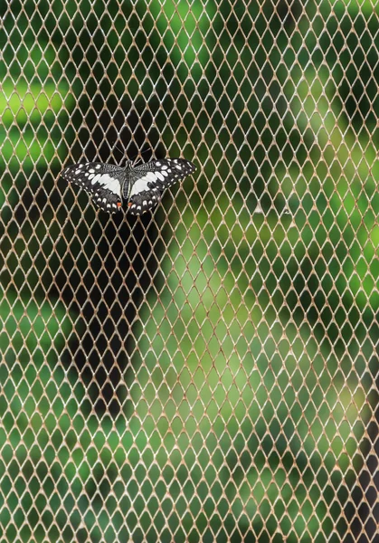 Mariposa sobre fondo enredado, disparo vertical, primer plano — Foto de Stock