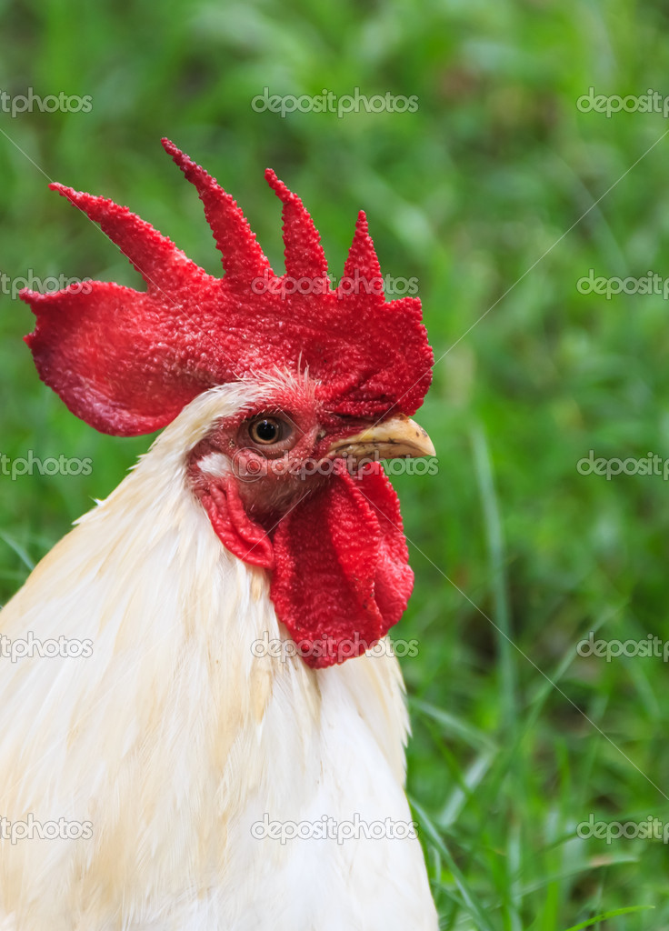 White Rooster Portrait, Close up on Nature Background