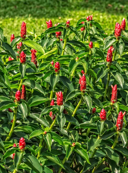 生姜サルスベリの花、cheilocostus された地域のアカネズミ — ストック写真