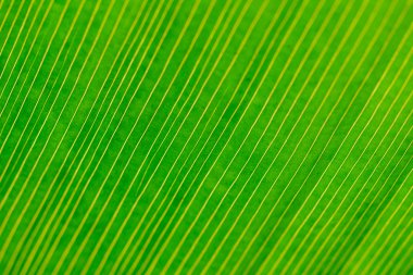 sarı çizgiler üzerinde yeşil yaprak, aşırı yakın çekim