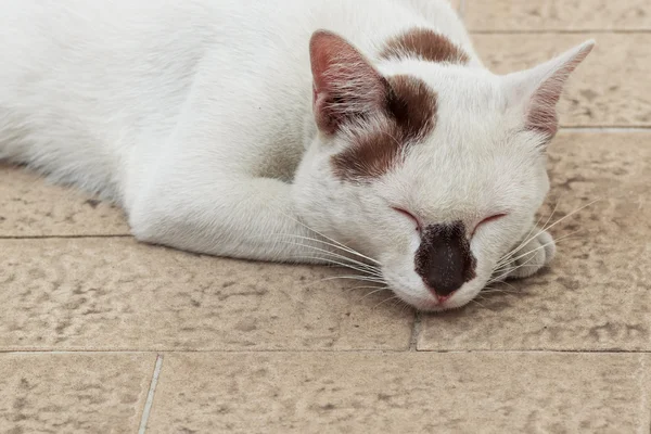 Slapende grappig gezicht witte kat met zwarte stippen — Stockfoto