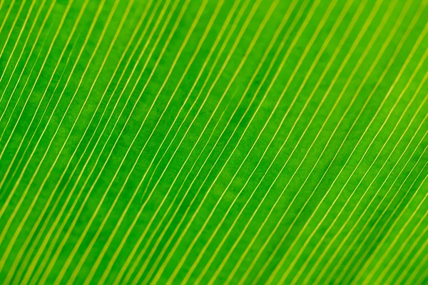 Linee gialle su foglia verde, estremo Primo piano — Foto Stock