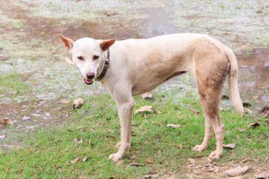 kirli sokak köpeği