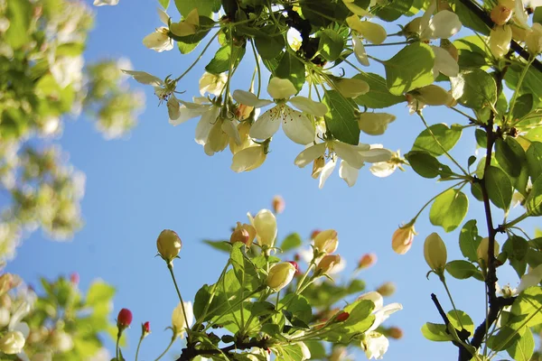 Spring — Stock Photo, Image