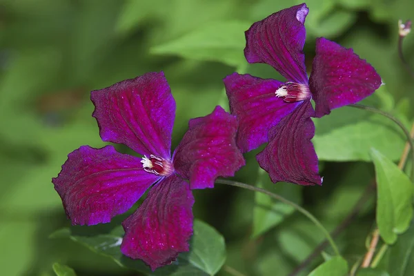 Clematis — Stockfoto