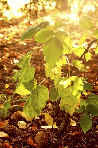 Herbstwald — Stockfoto