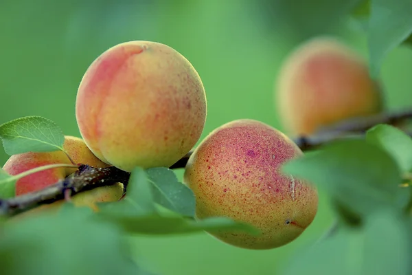 Apricots Stock Picture