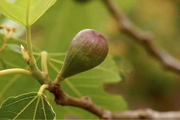 Vijgenboom — Stockfoto