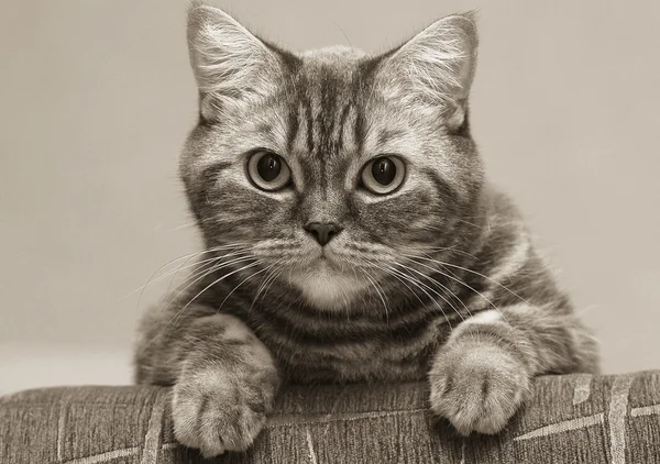 Кішки сіамські Ліцензійні Стокові Фото