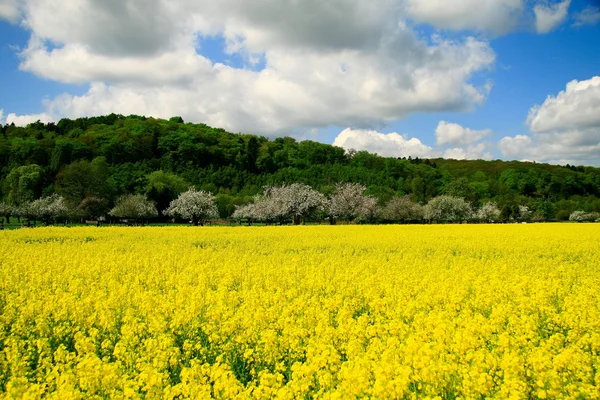 Rapsfeld Stockbild