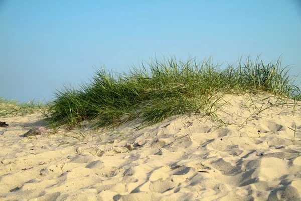 Duinen aan de Noordzeekust Stockfoto