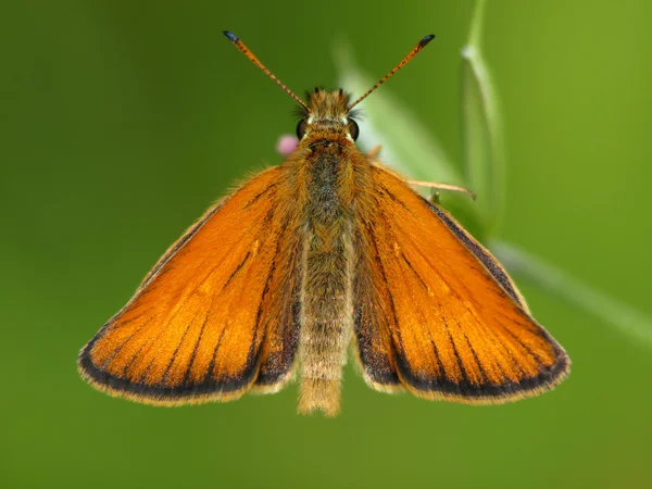 A pequena borboleta — Fotografia de Stock