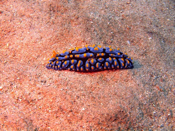 Sea slugs of the South-Chinese sea — Stock Photo, Image