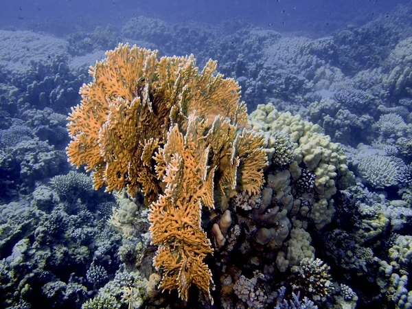 돌 산호 — 스톡 사진