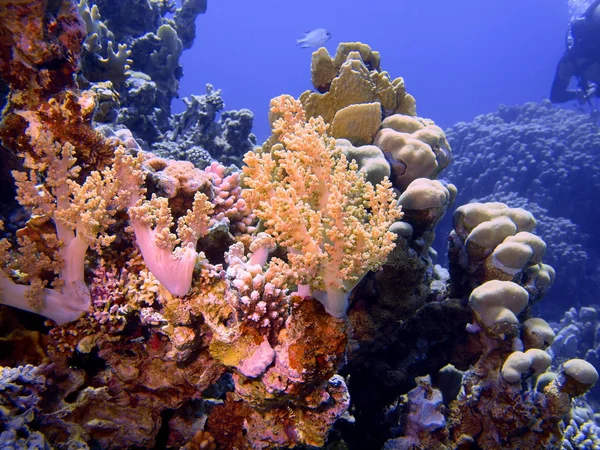 Coral mole — Fotografia de Stock