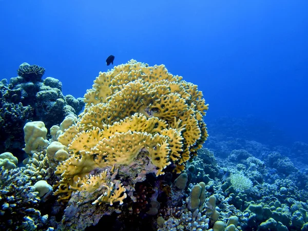 Coral de pedra — Fotografia de Stock