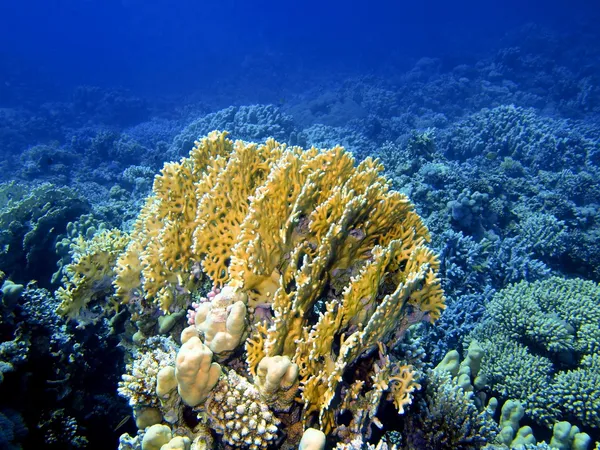 Coral de pedra — Fotografia de Stock