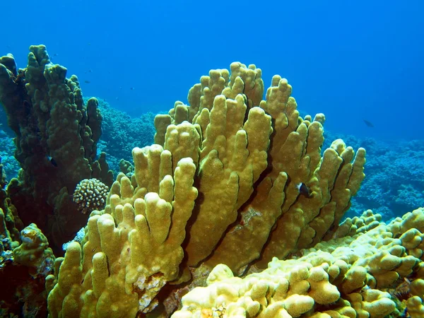 Coral de pedra — Fotografia de Stock