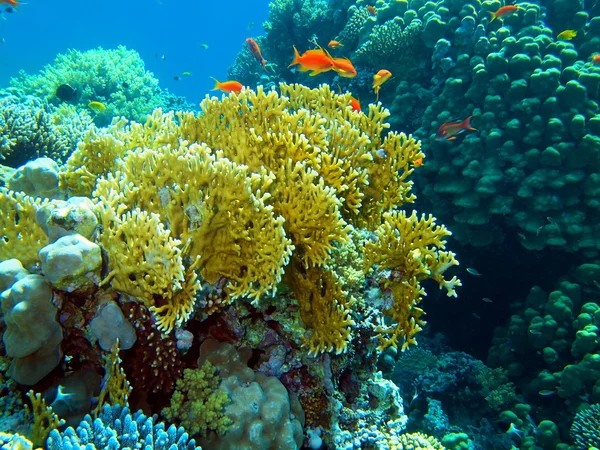 Stone coral — Stock Photo, Image