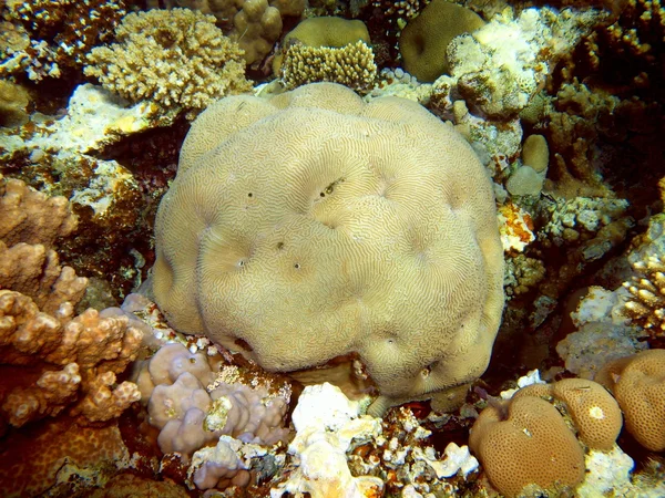 Кам'яні coral — стокове фото