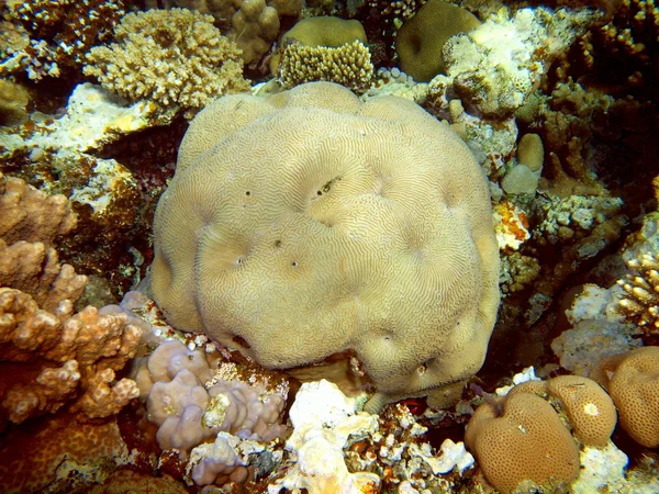 Coral de pedra — Fotografia de Stock