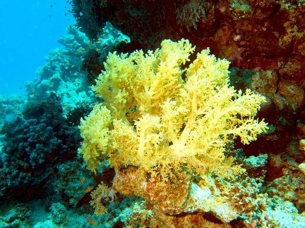 Mjuk korall — Stockfoto